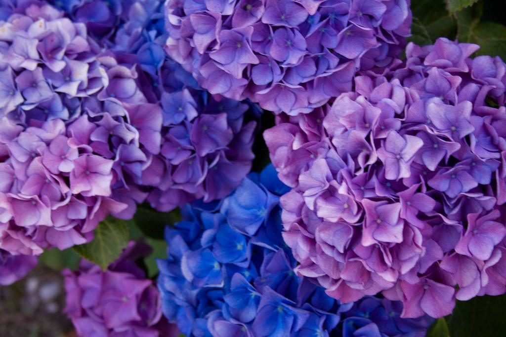 hortênsia