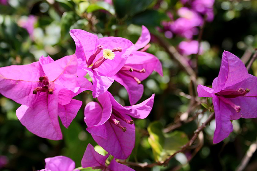 Flor da bougainvillea spectabilis