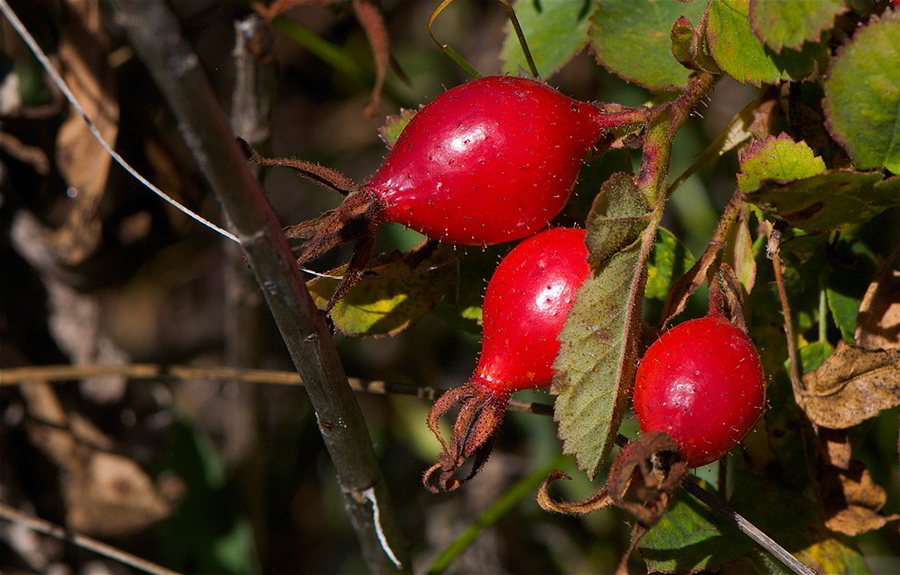 frutos da rosa selvagem