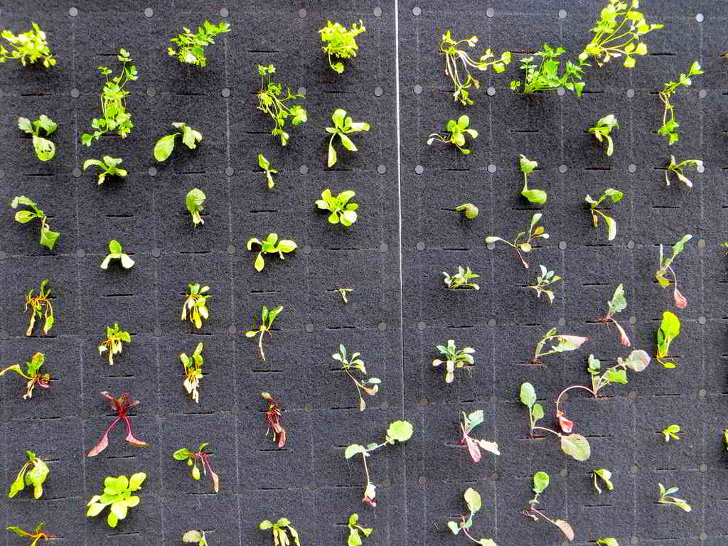 legumes em jardim vertical