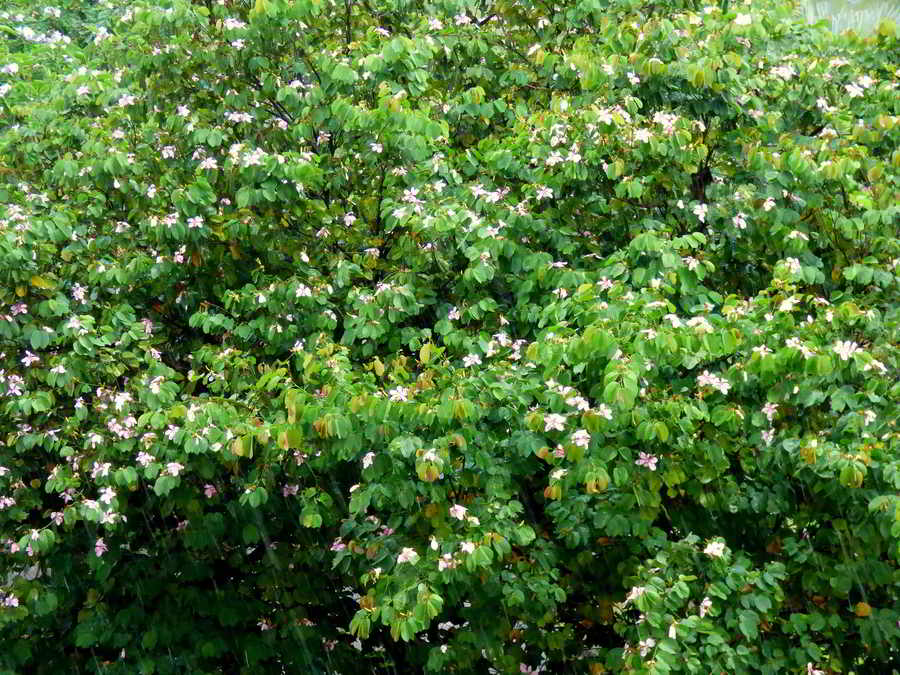 árvore-das-orquídeas
