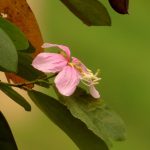 detalhe de flor da pata-de-vaca