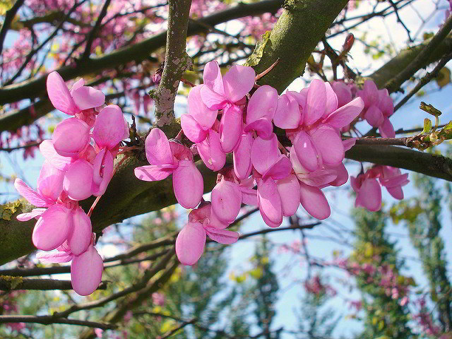 flor da olaia ou árvore de Judas