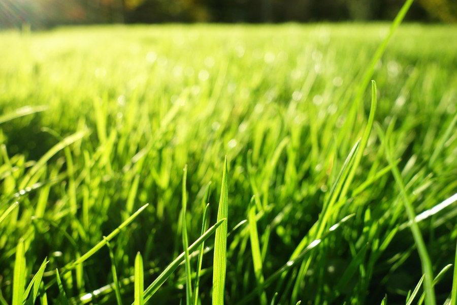 Manutenção e tratamento do jardim:Como cortar o relvado?