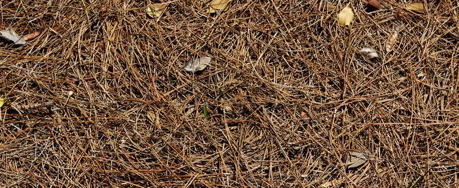 mulching