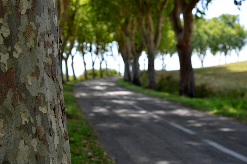 bosque de plátanos