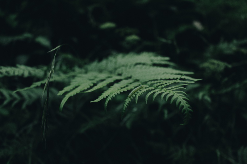 Plantas de sombra, as espécies perfeitas para jardins com pouca luz