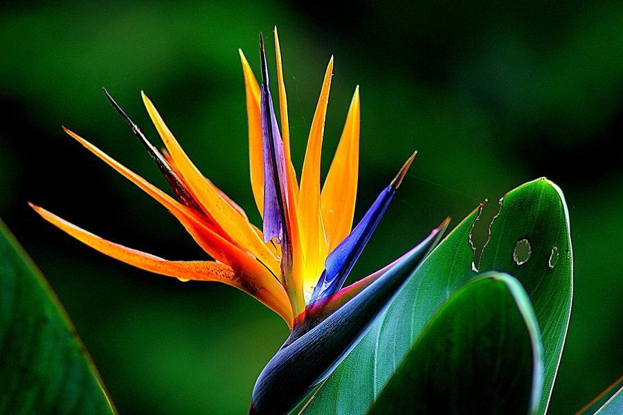 Flor ave do paraíso