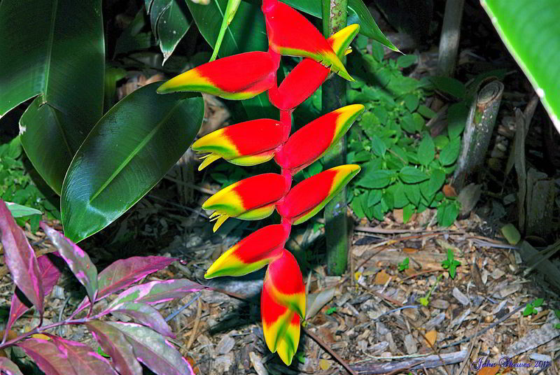 Para um jardim colorido e exótico, cultive plantas tropicais