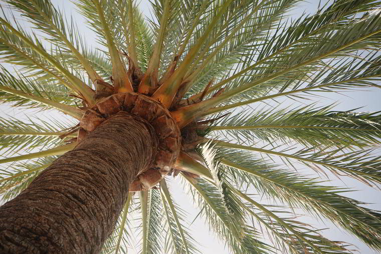 Palmeira