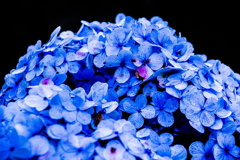 hortênsia azul