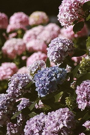 hortênsias coloridas