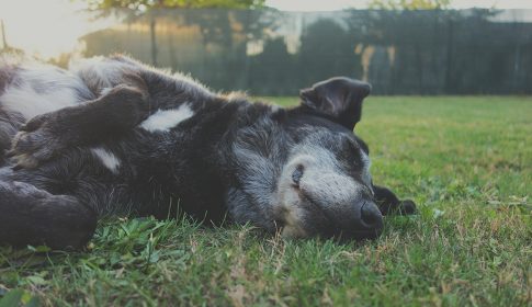 jardins e cães