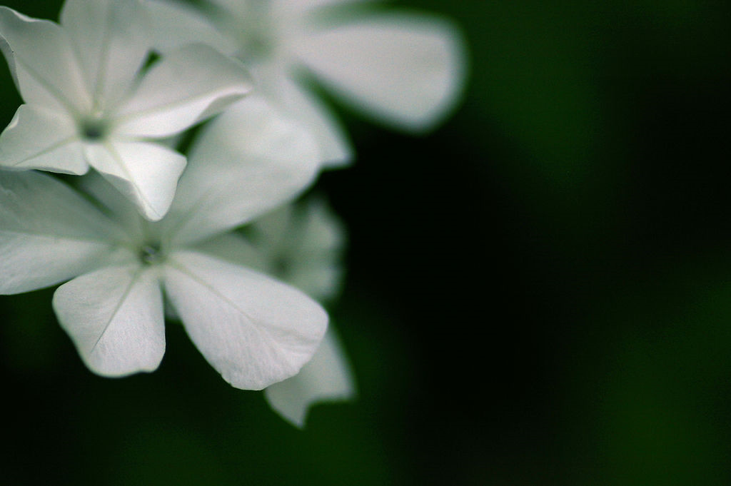 Plumbago auriculata alba - Plumbago capensis