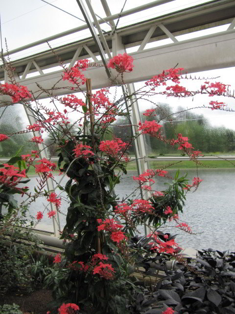 Plumbago Índica