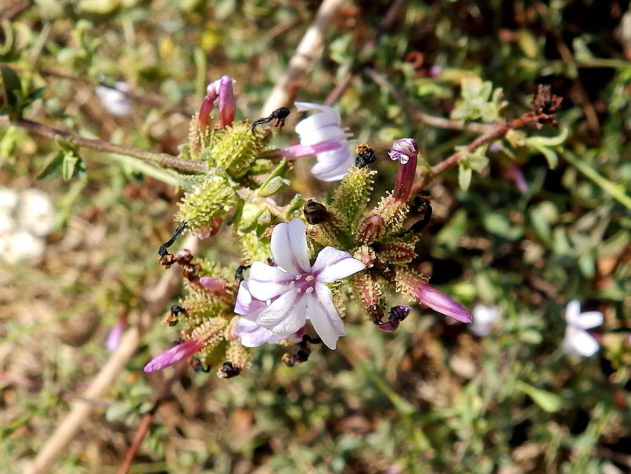 Plumbago Europea