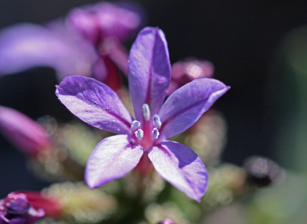Plumbago Europea