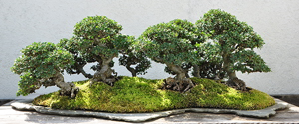 Bonsai