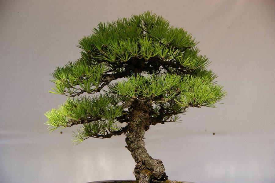 bonsai