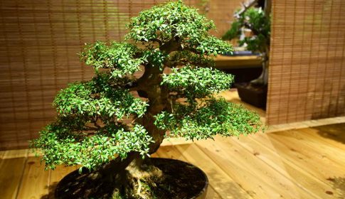 Bonsai, a árvore de vaso