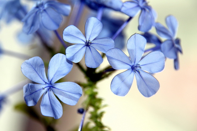 Plumbago Auriculata