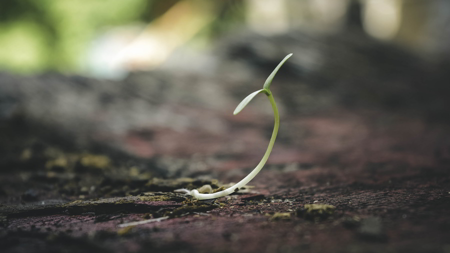 planta