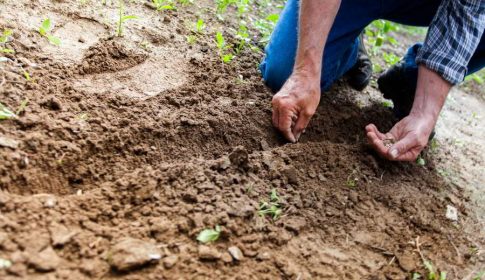 a plantar