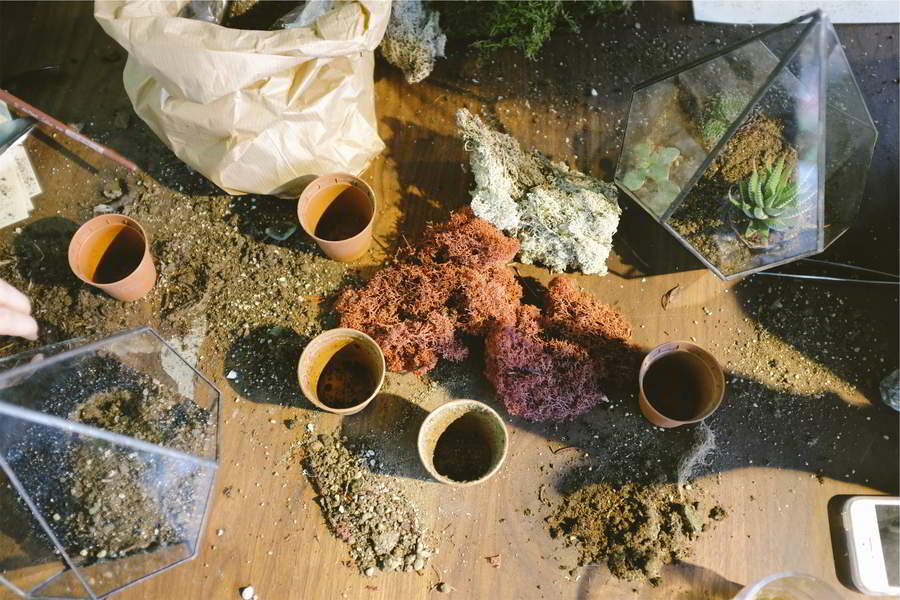 plantar em vasos