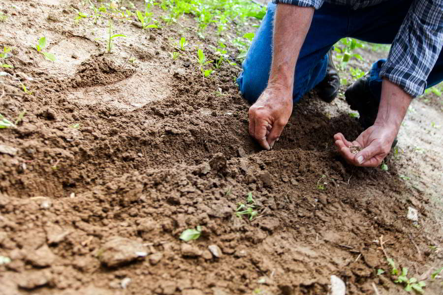 Como plantar uma planta: Guia de aspetos chave