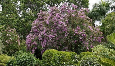 extremosa, suspiro, flor-de-merenda, escumilha, resedá ou árvore-de-júpiter