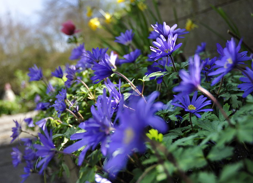 Anemone Blanda