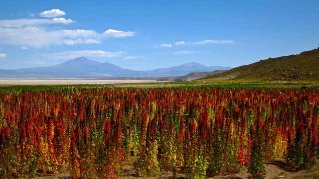 plantação de quinoa