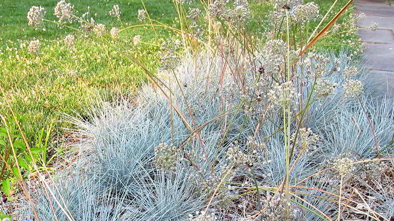 Festuca Glauca