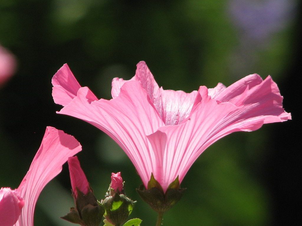 malva