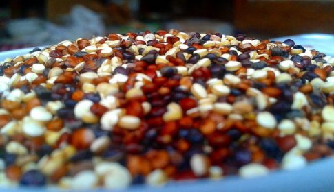Quinoa