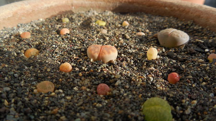 lithops