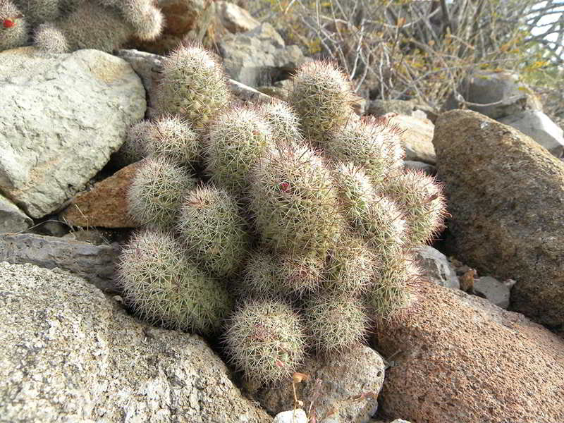 mammillaria fraileana