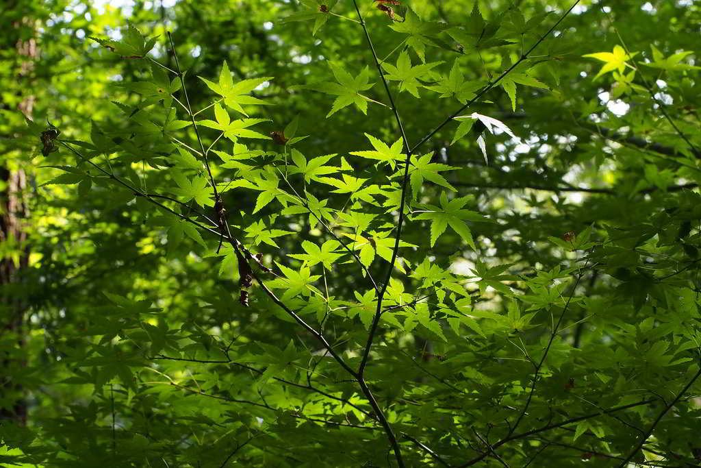 acer palmatum