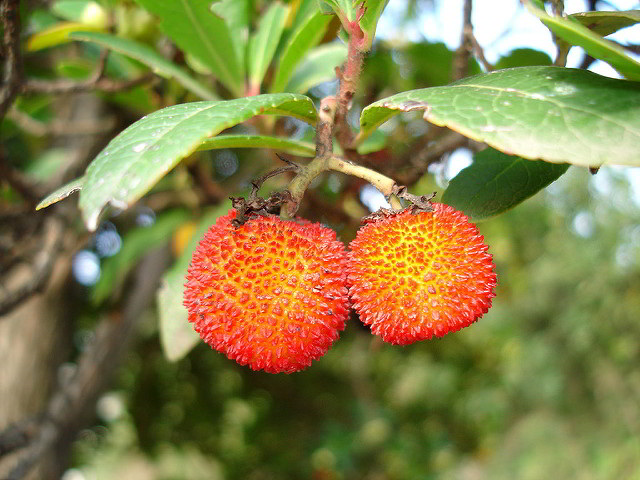 frutos do medronho