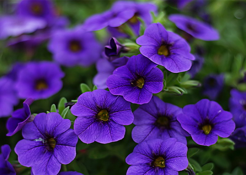 petúnia de flores lilases