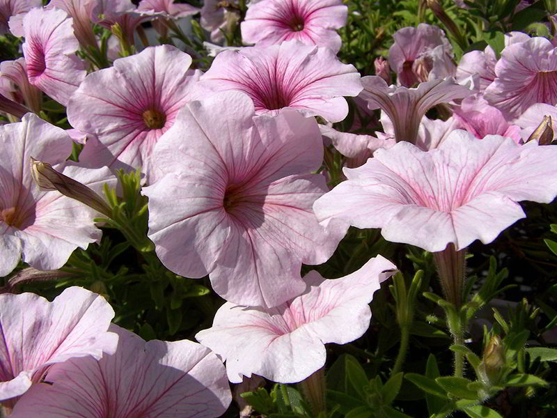 petúnias cor-de-rosa
