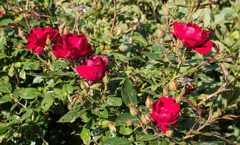 matagal de roseira
