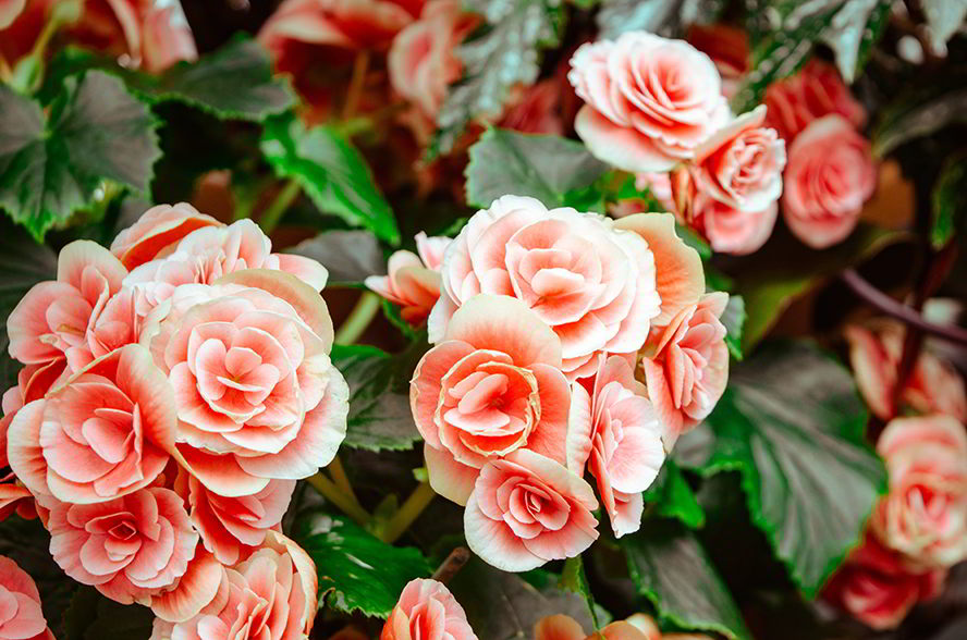rosas