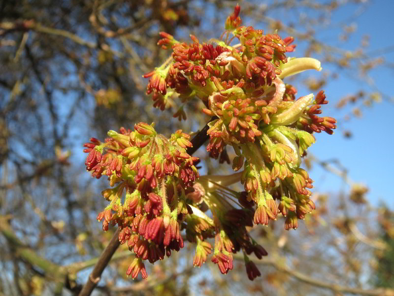 acer negundo