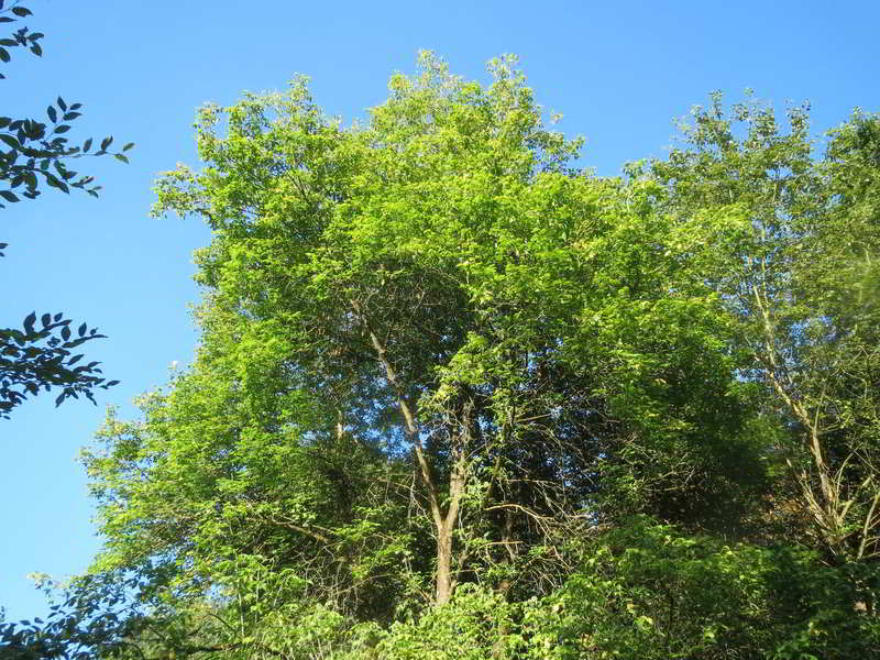 acer negundo ou bordo negundo