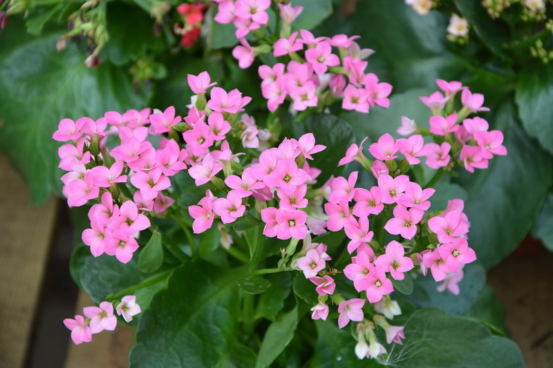 flores de kalanchoe cor-de-rosa