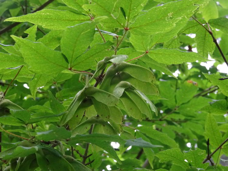 folhas do acer-negundo