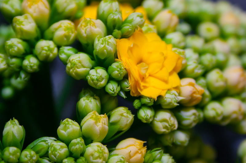 flores de kalanchoe amarela