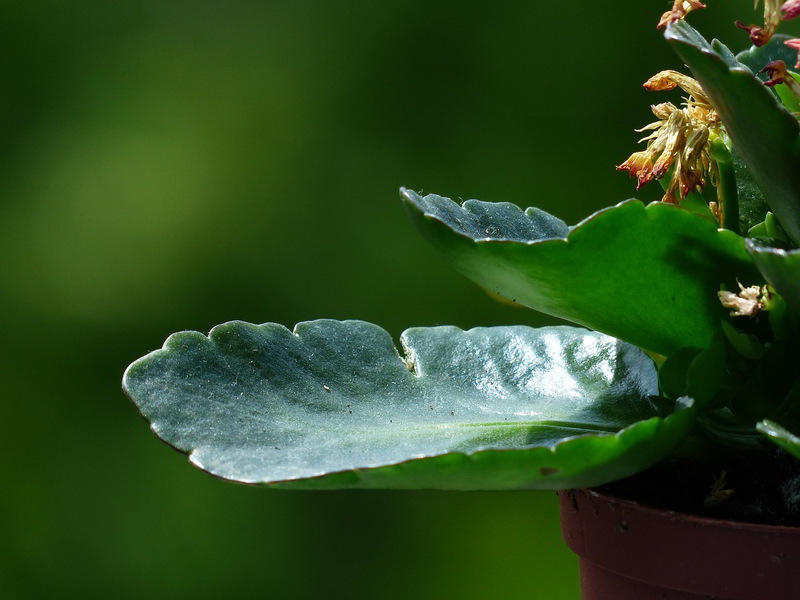 kalanchoe blossfeldiana