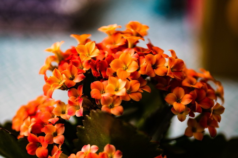 flores de kalanchoe cor-de-laranja